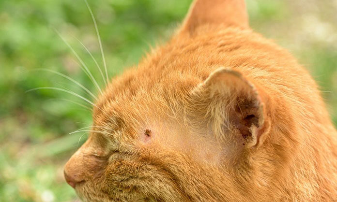 w-jaki-sposob-usunac-kleszcza-u-kota W jaki sposób usunąć kleszcza u kota