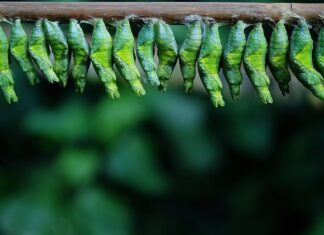 Czym Spryskać larwy much?