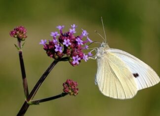 Kiedy dodajemy kapustę do rosołu?