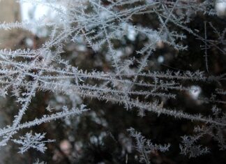 Czy można mrozić mięso pakowane próżniowo?