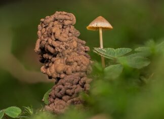 Co zrobić żeby nie było robaków w Czereśniach?