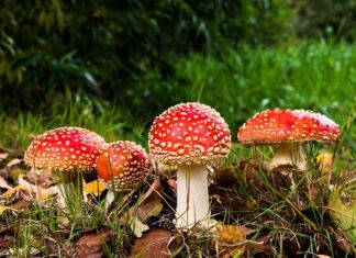 Czy można się zatruć Czereśniami?