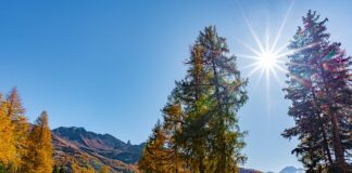 Jak się robi masę do wafli?