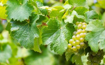 Czy można zrywać mokre jabłka?