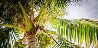 Jakie witaminy ma kokos?