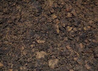 Jak zrobić zalewę octową do pikli?