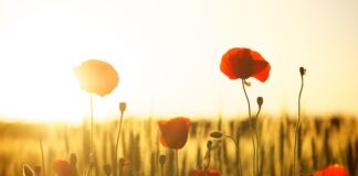 Ile mąki ziemniaczanej zamiast jajka?