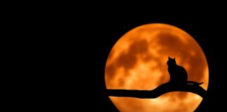 Dlaczego kotu wypada sierść plackami?