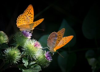 Jak zrobić masę z jogurtu naturalnego?
