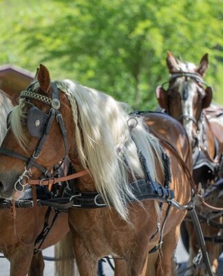 Co ile dni trzeba sprzątać klatkę królika?