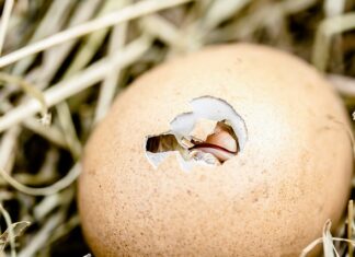 Czym się karmi pisklęta?