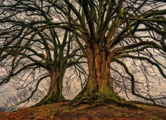Czy lipa jest bezpieczna dla papug?