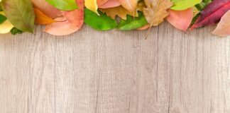 Czy na granicy sprawdzają paszport psa?